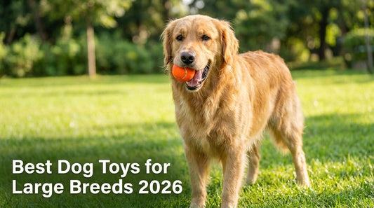Best Dog Toys for Large Breeds 2026: Durable & Interactive Picks