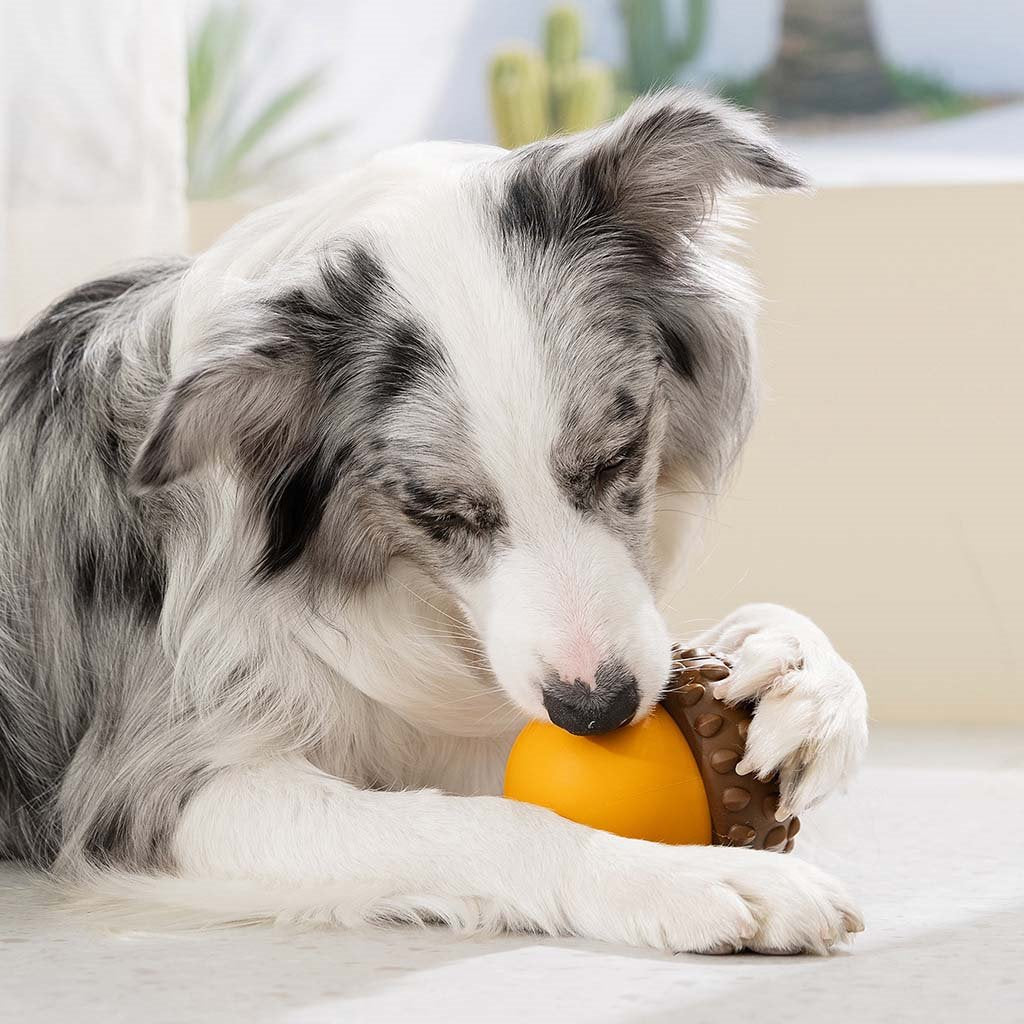 A black and white Border Collie playing with a durable TPR acorn dog puzzle feeder, trying to get treats out of the slow feeder hole to relieve boredom.