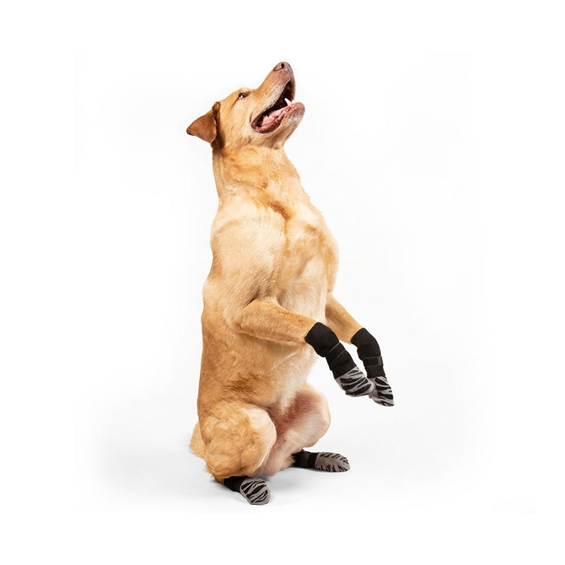 Golden dog on white background wears black anti-slip dog socks and leg warmers on all paws for hardwood floors.