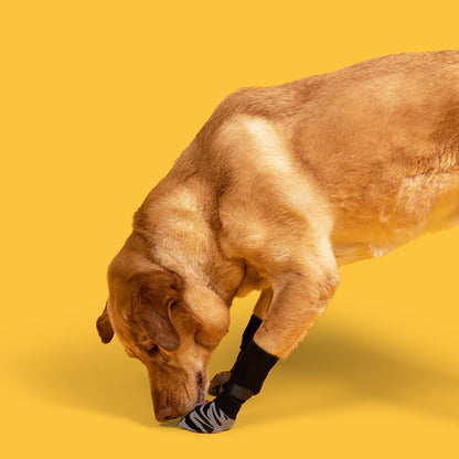 Golden retriever on yellow studio background wears black anti-slip dog socks and leg warmers on its front paw.