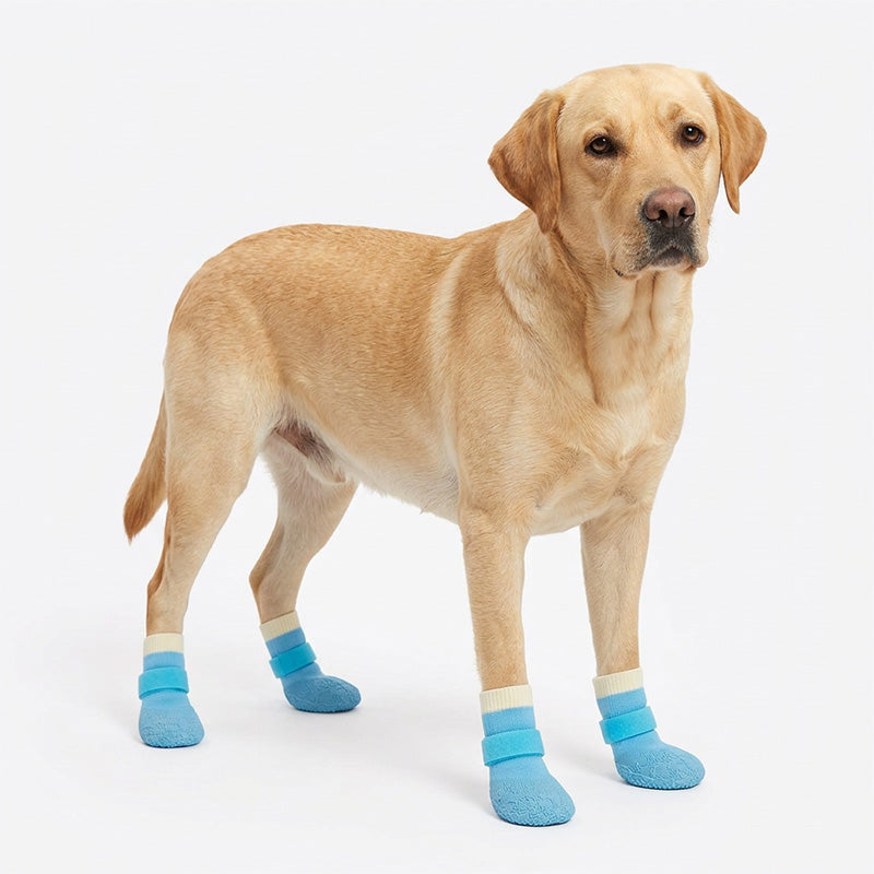 Yellow Labrador wearing blue waterproof anti-slip dog socks with velcro straps on a white studio background.