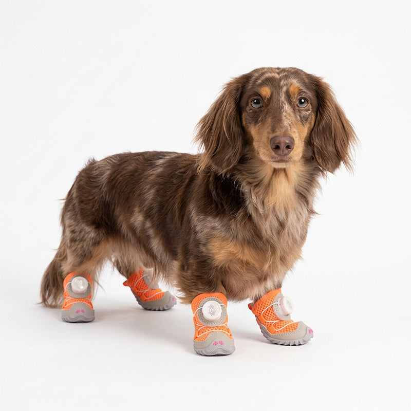 Long-haired dachshund wearing orange mesh dog shoes with quick-dial fasteners.