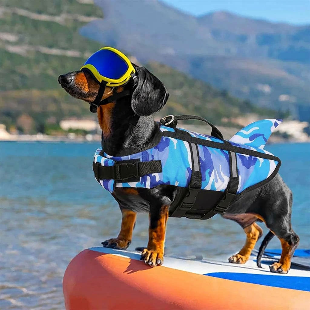 Dachshund on a paddleboard wears a blue camo shark fin dog life jacket swim vest and goggles by a calm lake.