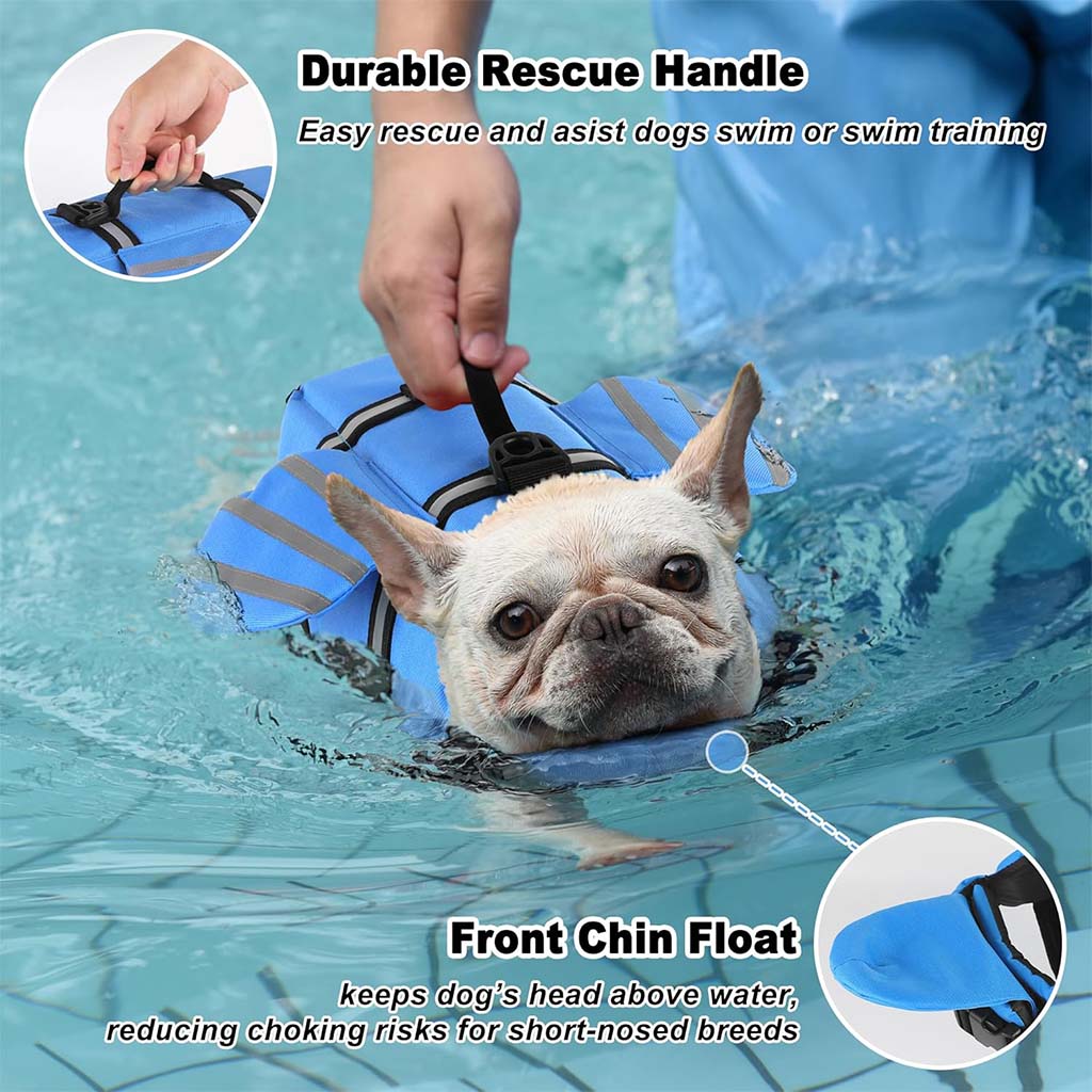 French bulldog in a blue dog life jacket with rescue handle and front chin float, paddling in a swimming pool.