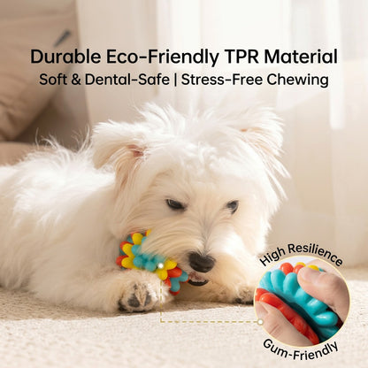 Small white fluffy dog chewing a colorful Durable TPR Rubber Dog Ball on a carpeted floor in a bright living room.