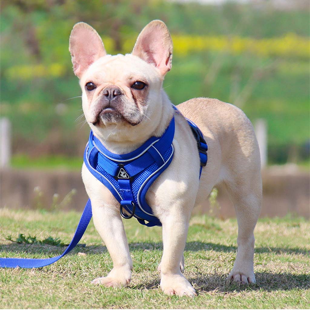 A cream French Bulldog standing on grass wearing a Classic Blue PawsMore escape-proof dog harness and leash set made of breathable mesh.