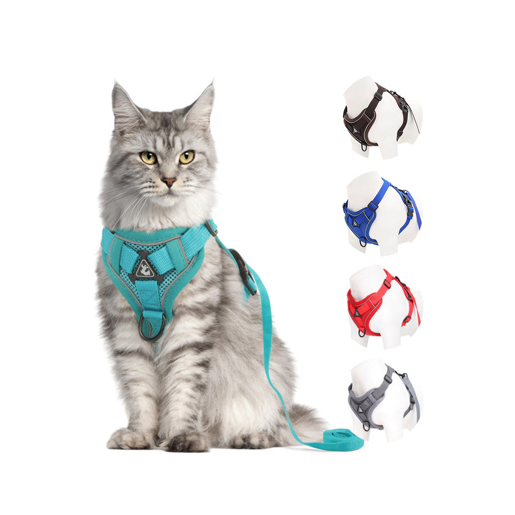 A fluffy grey cat wearing a Lake Blue breathable mesh cat harness with matching leash. Features safe, escape-proof design for outdoor cat walking.