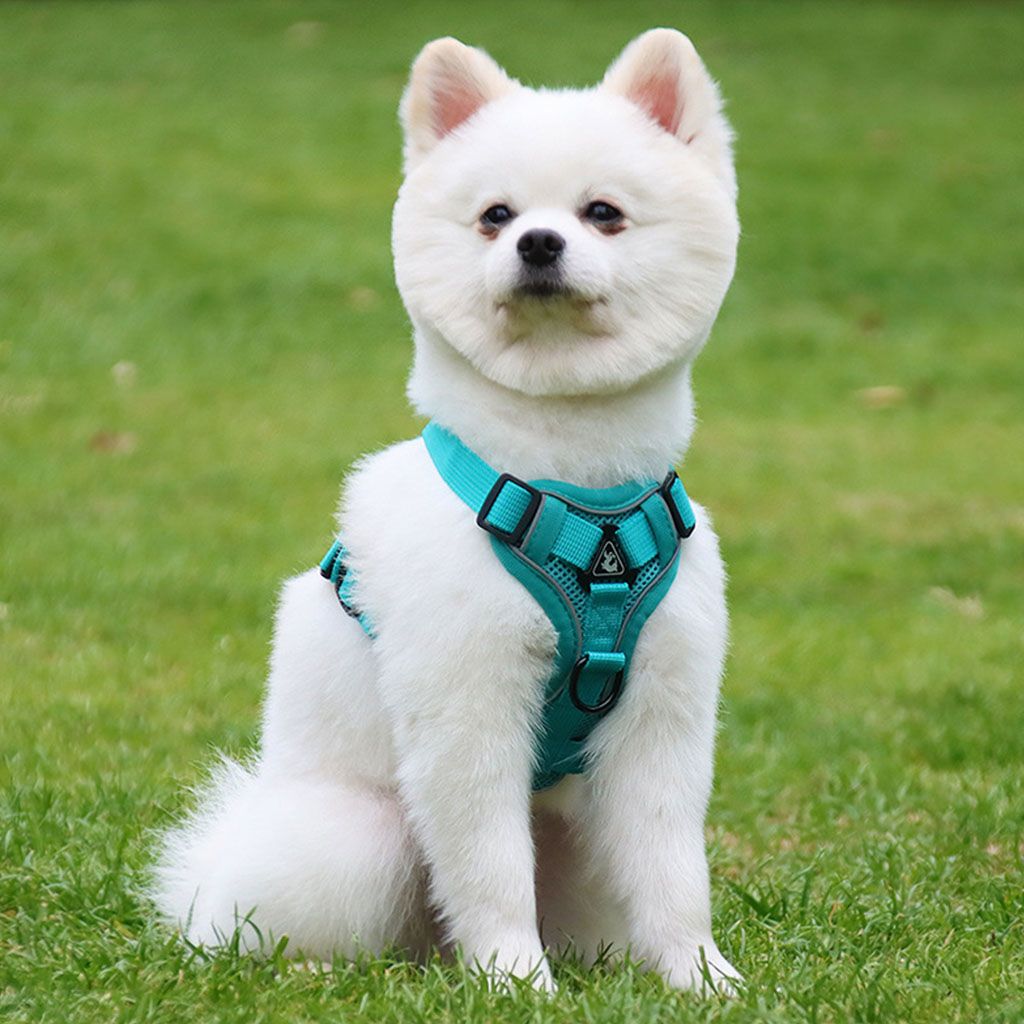 Small white Pomeranian wearing a teal escape-proof harness sitting on green grass outdoors.