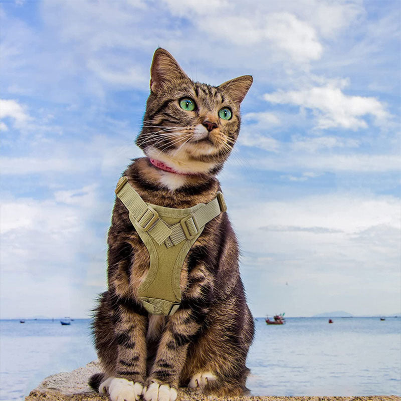 A majestic tabby cat wearing the desert tan PawsMore tactical walking harness, sitting calmly on a rock with a beautiful blue ocean and sky in the background.