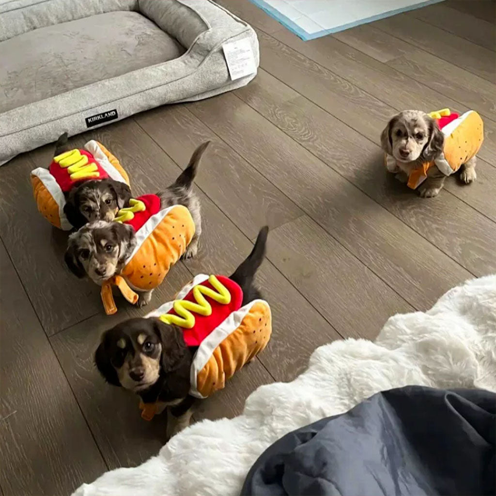 Four dachshund puppies indoors wearing wrap-around hot dog pet costumes.