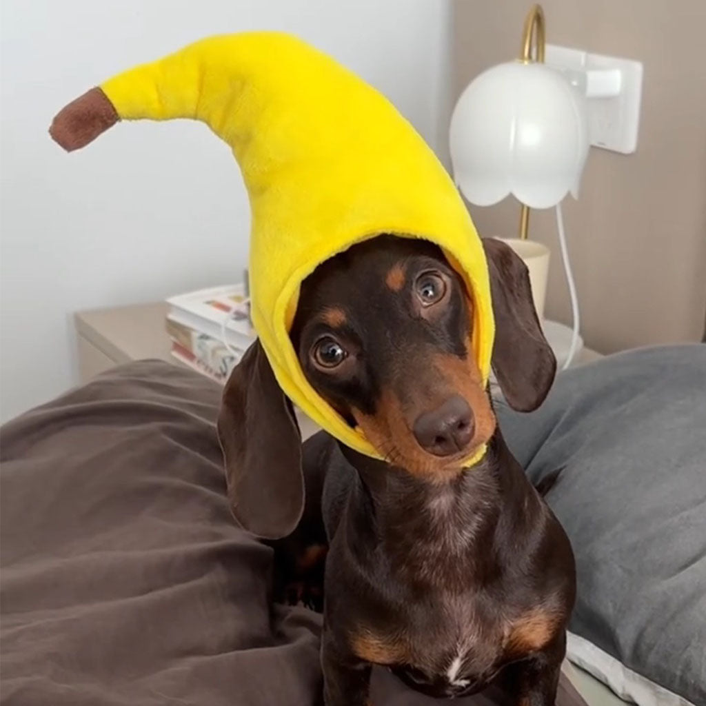 Small dog on a bed wearing a yellow banana plush costume hat with open face.
