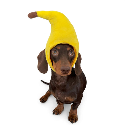 Brown dachshund wearing a yellow banana plush pet costume hat on a white background.