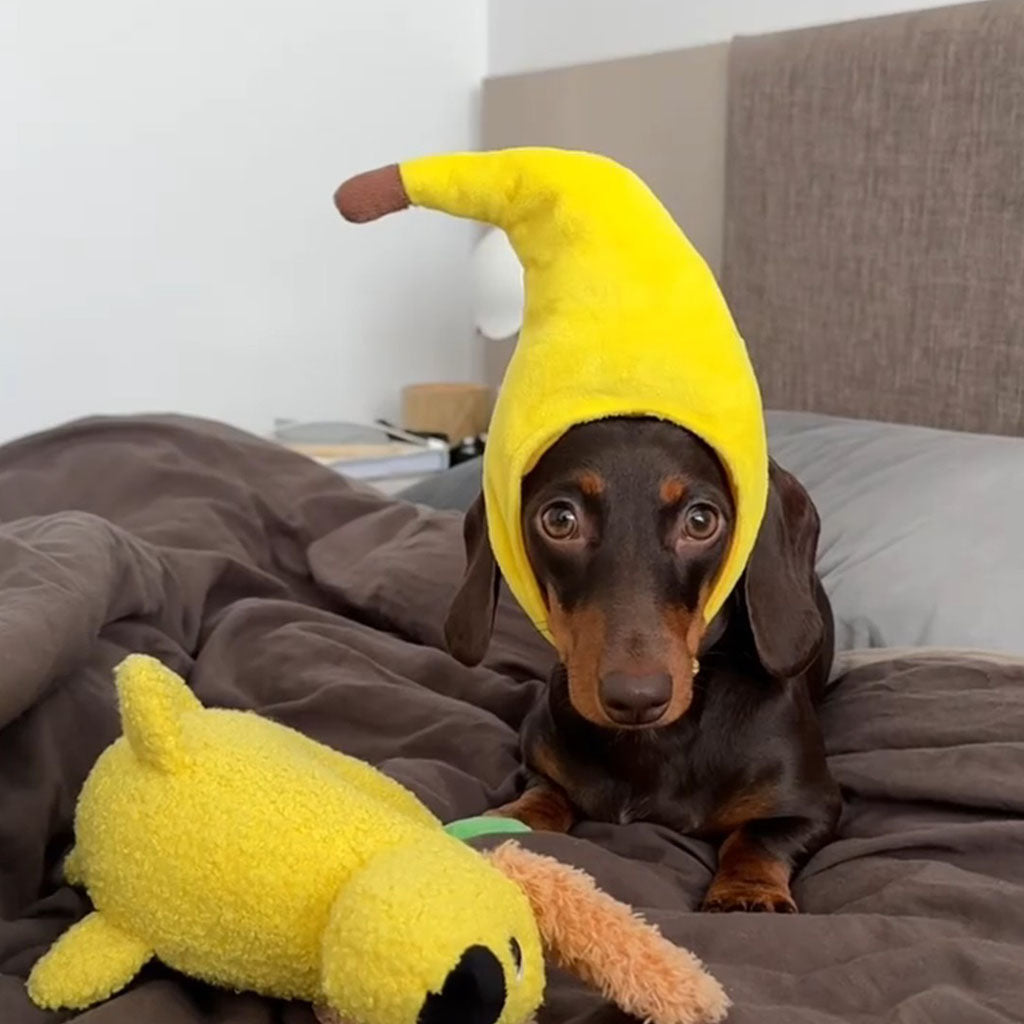 Dachshund lying on a bed wearing a soft banana pet hat beside a yellow toy.