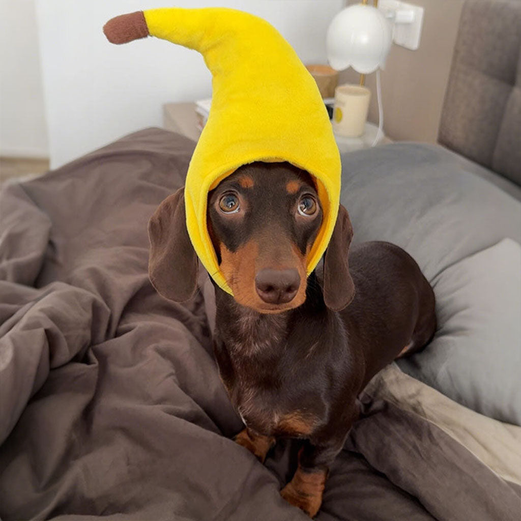 Small dachshund on a gray bed wearing a banana plush hat with brown tip.
