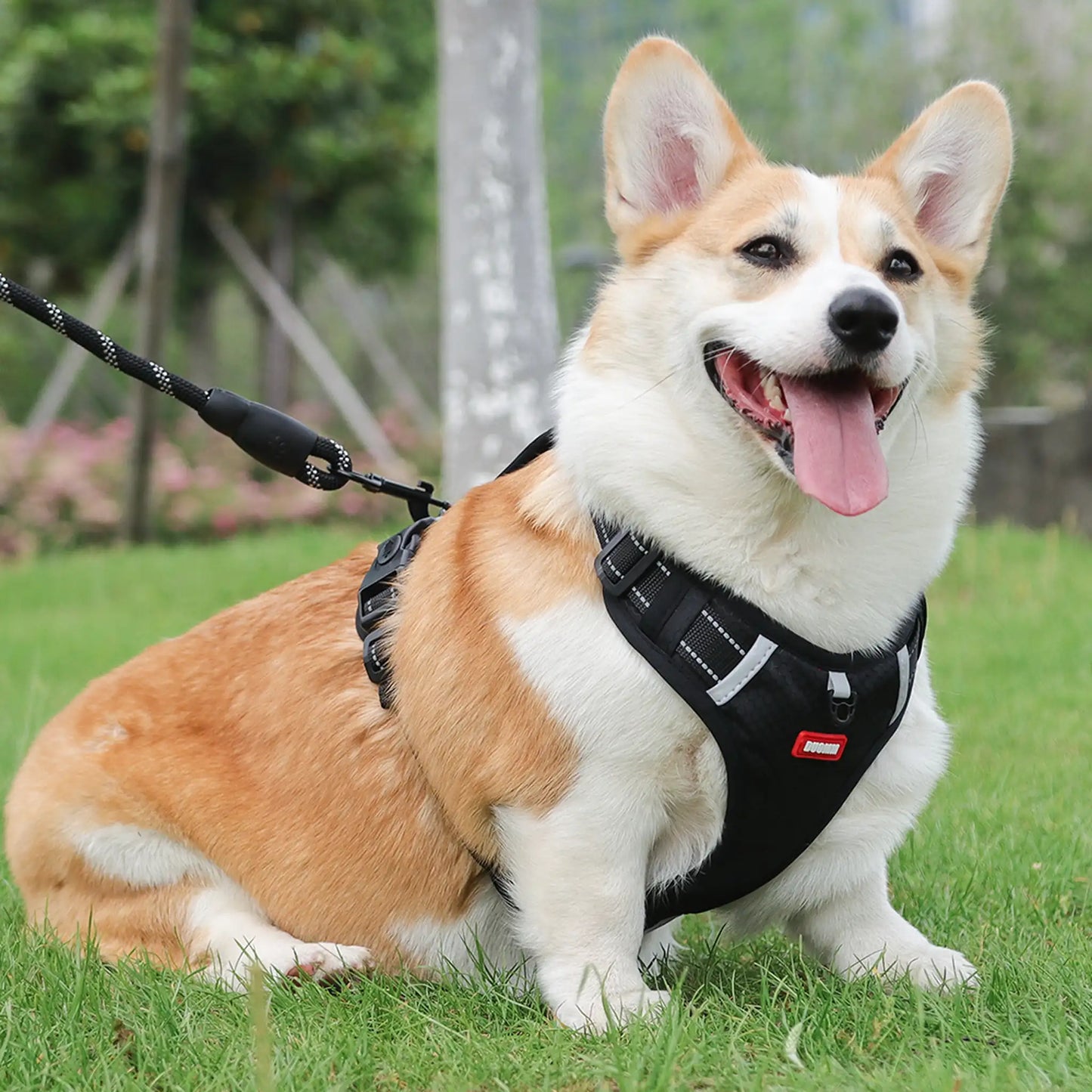 Corgi outdoors wearing a black reflective harness attached to a 339 rope leash