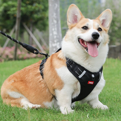 Corgi outdoors wearing a black reflective harness attached to a 339 rope leash