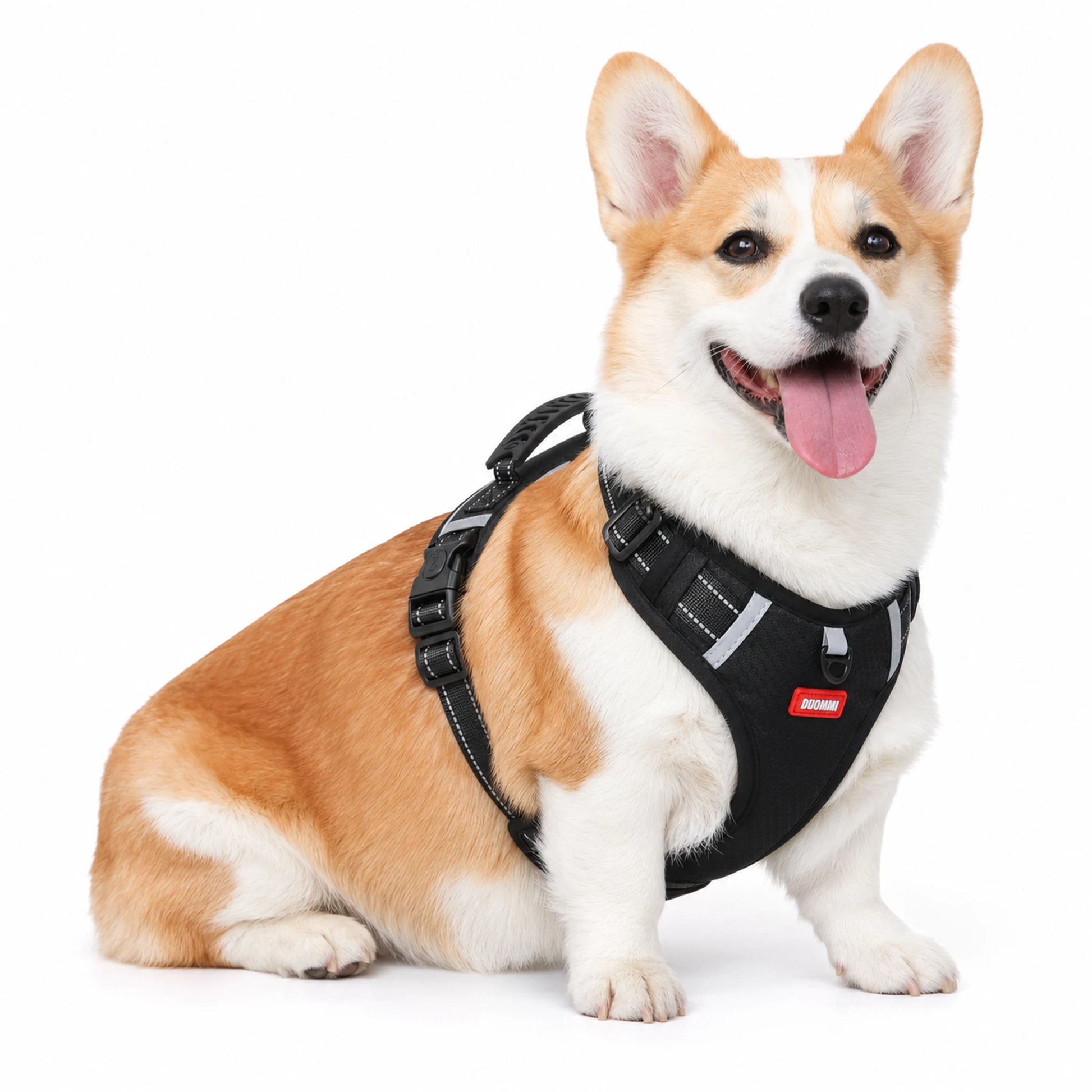 Pembroke Welsh Corgi wearing a black reflective control-handle dog harness on a white background