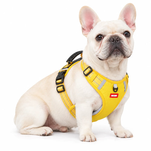 Cream French Bulldog wearing a yellow reflective control-handle dog harness on a white background