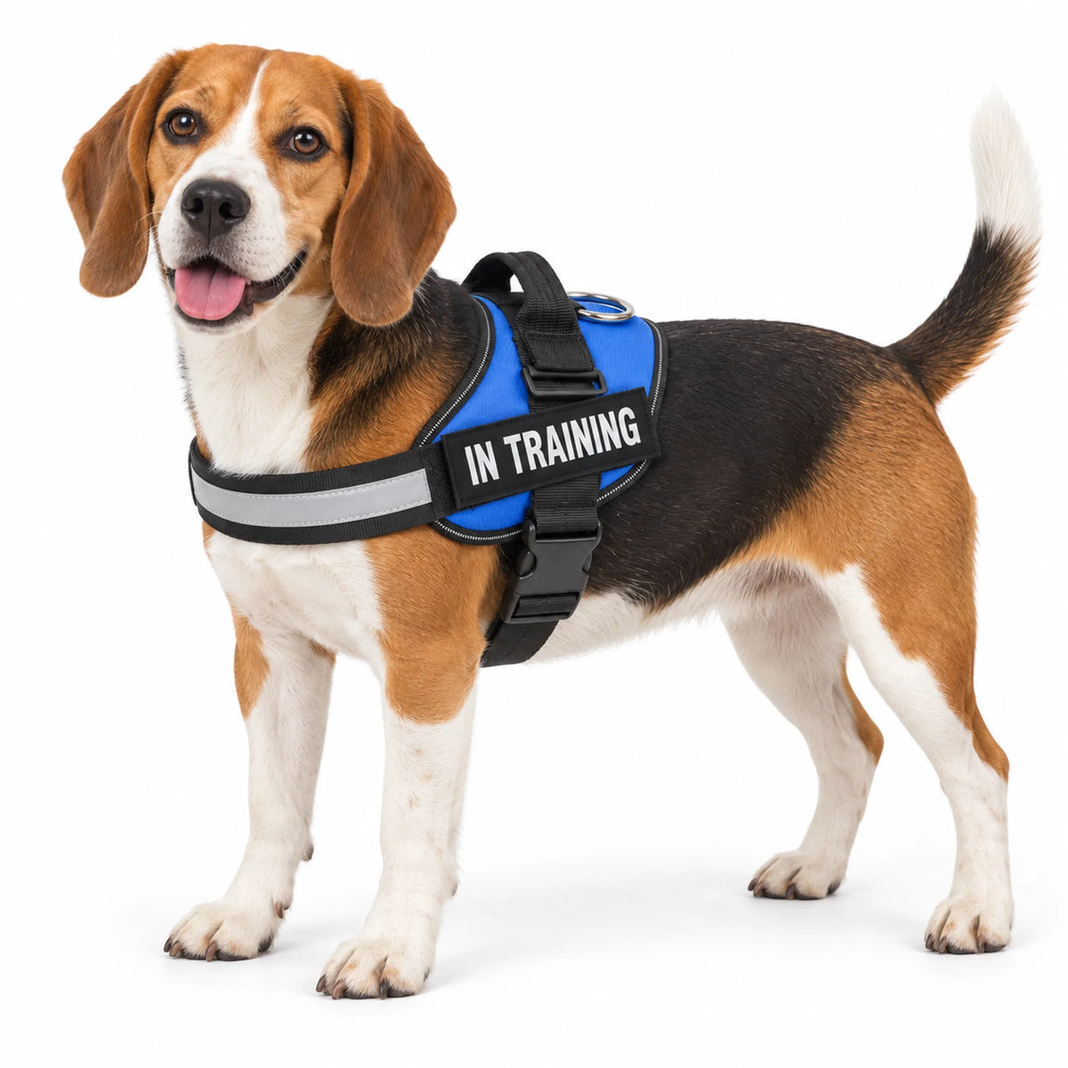 Beagle wearing a blue IN TRAINING dog harness, showing the chest strap, side patch and back handle