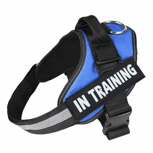 Blue adjustable dog harness with IN TRAINING patch, back handle and black straps