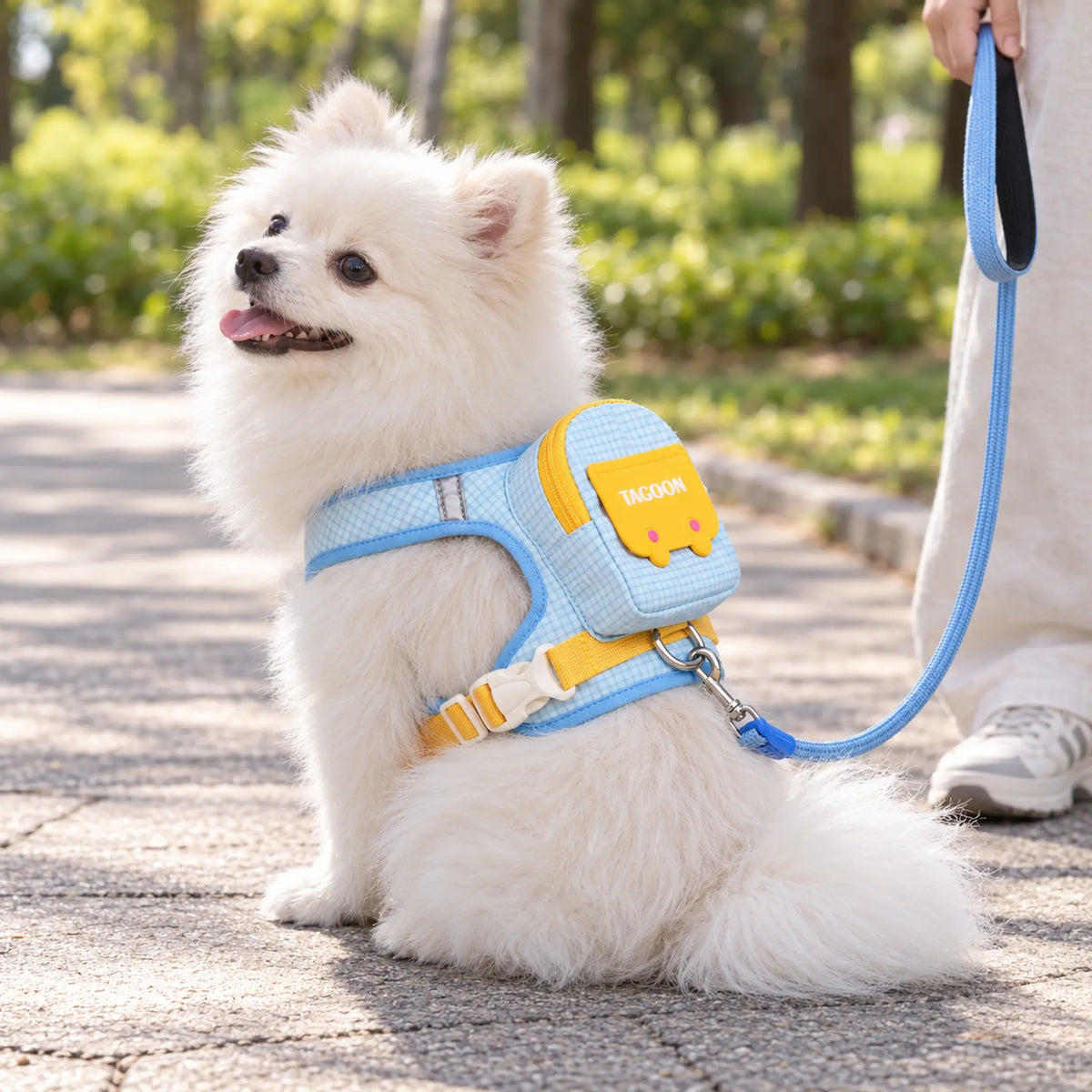 White Pomeranian seated outdoors wearing the sky blue backpack harness with leash attached below the pouch