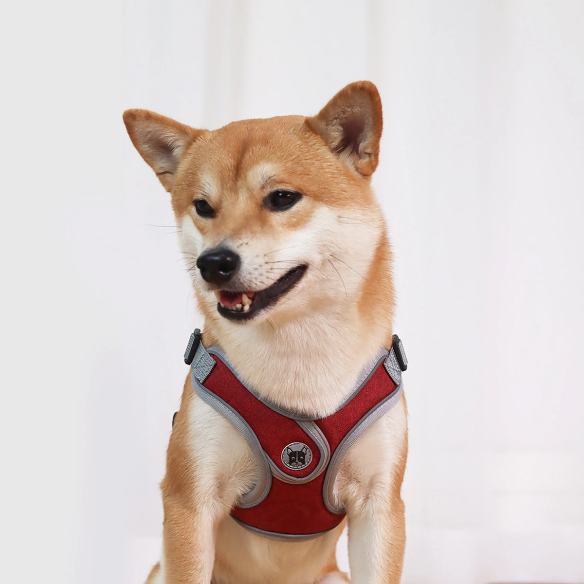 Shiba Inu wearing a burgundy vest-style dog harness indoors