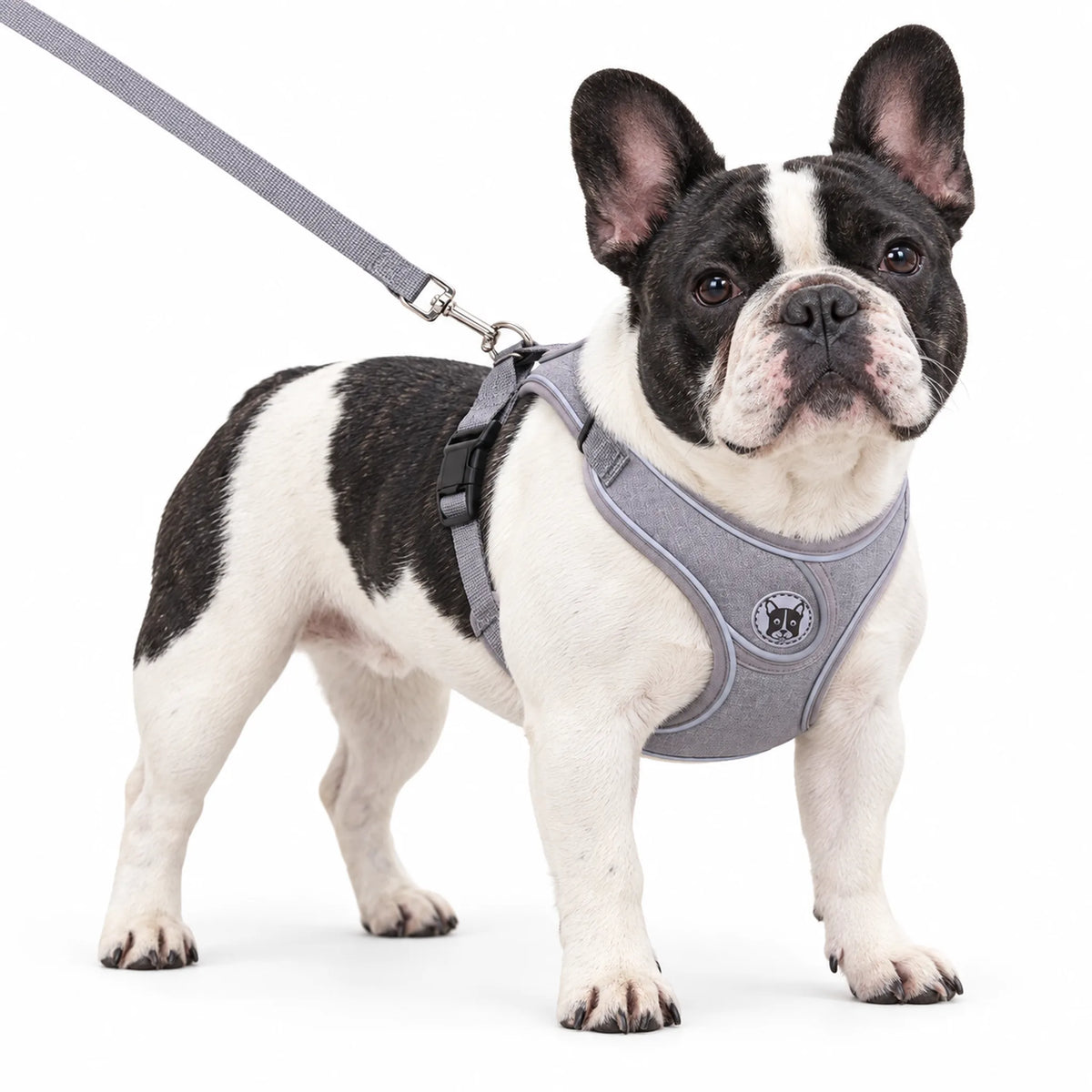 Black-and-white French Bulldog wearing a gray reflective mesh dog harness on a white background