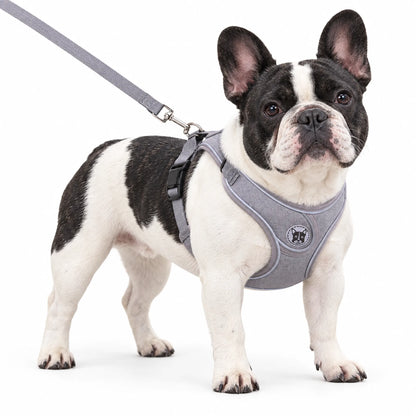 Black-and-white French Bulldog wearing a gray reflective mesh dog harness on a white background
