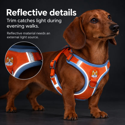 Dachshund wearing an orange dog harness with reflective trim catching an external light source.