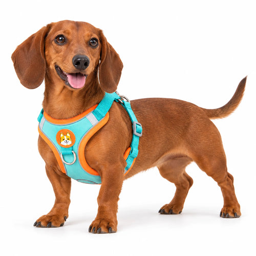 Miniature Dachshund wearing the lake-blue step-in dog harness with orange trim on a white background.