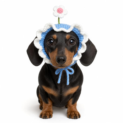 Miniature Dachshund wearing a blue crocheted flower pet headpiece with scalloped white trim