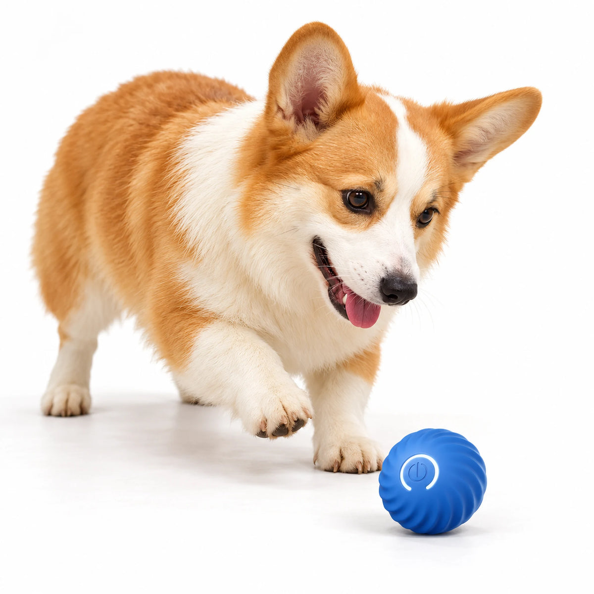 Corgi approaching a blue automatic bouncing dog ball with spiral ribs on a white background