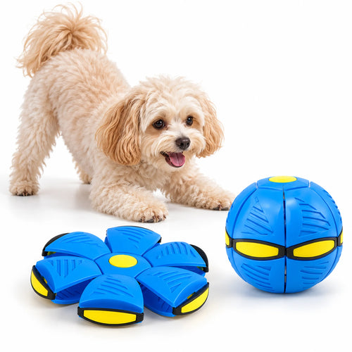 Cream Maltipoo beside a blue UFO transforming dog toy shown as a ball and flat disc on white.