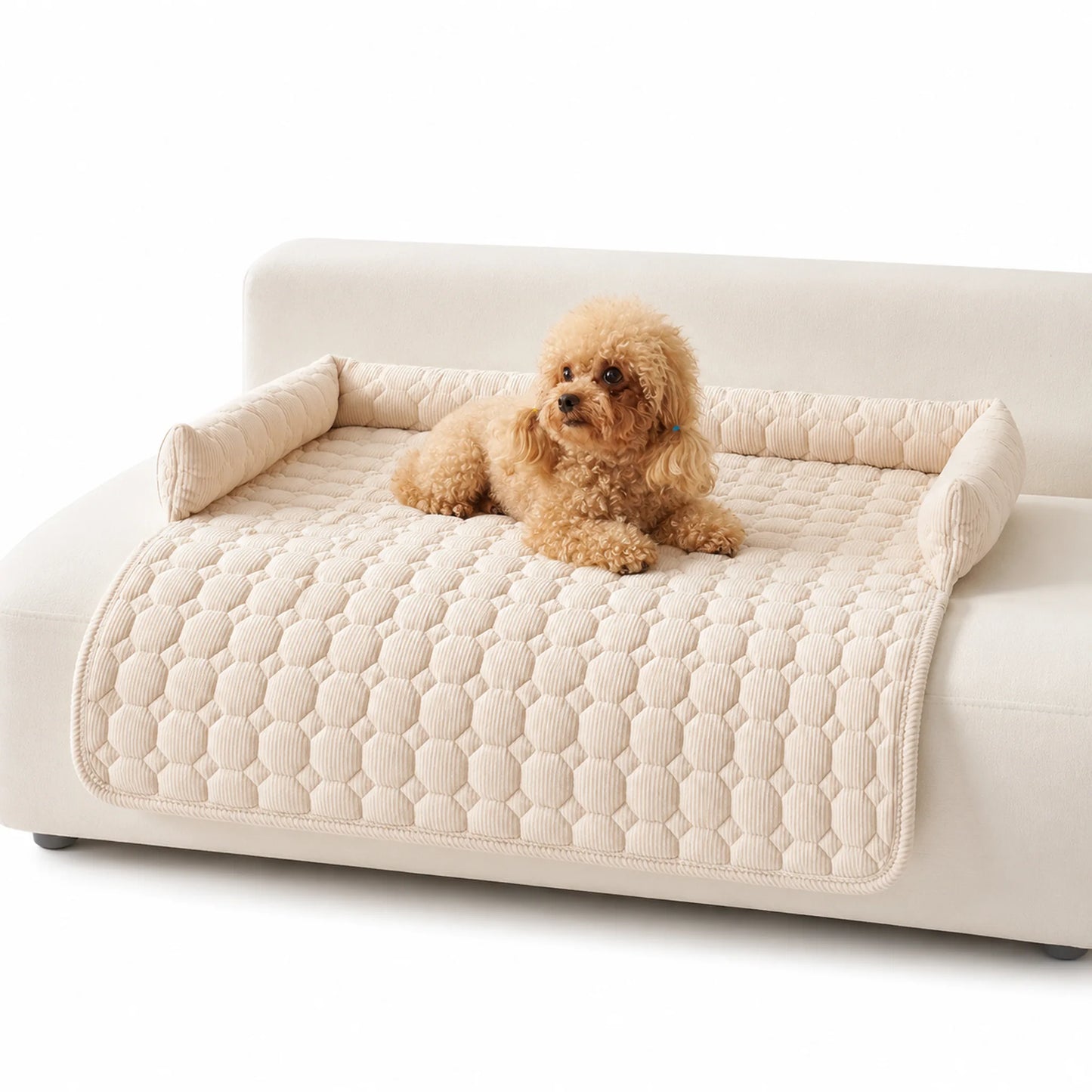 Cream pet sofa cover with bolster on a white couch, toy poodle resting on top