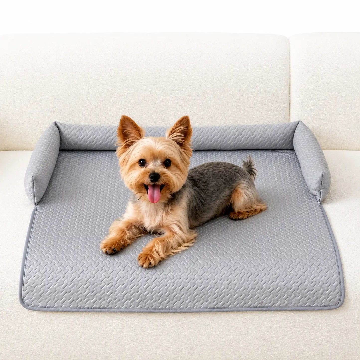 Yorkshire Terrier lying on the gray ice-silk cooling sofa cover draped over a cream boucle sofa
