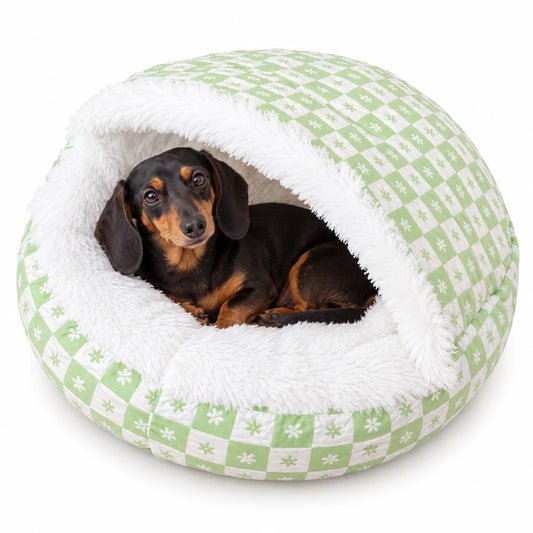 Miniature Dachshund resting inside a green daisy-check hooded pet bed on a white background
