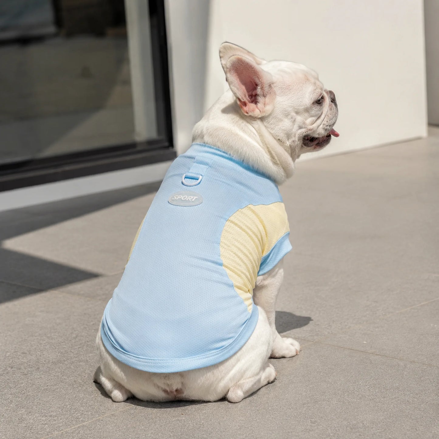 French Bulldog wearing blue and yellow cool-touch pet T-shirt in a bright lifestyle setting