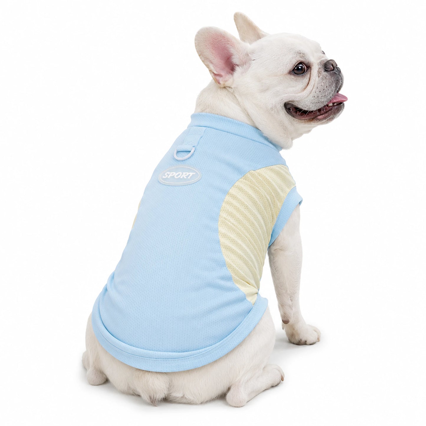 White French Bulldog wearing blue and yellow cool-touch pet T-shirt with SPORT back patch