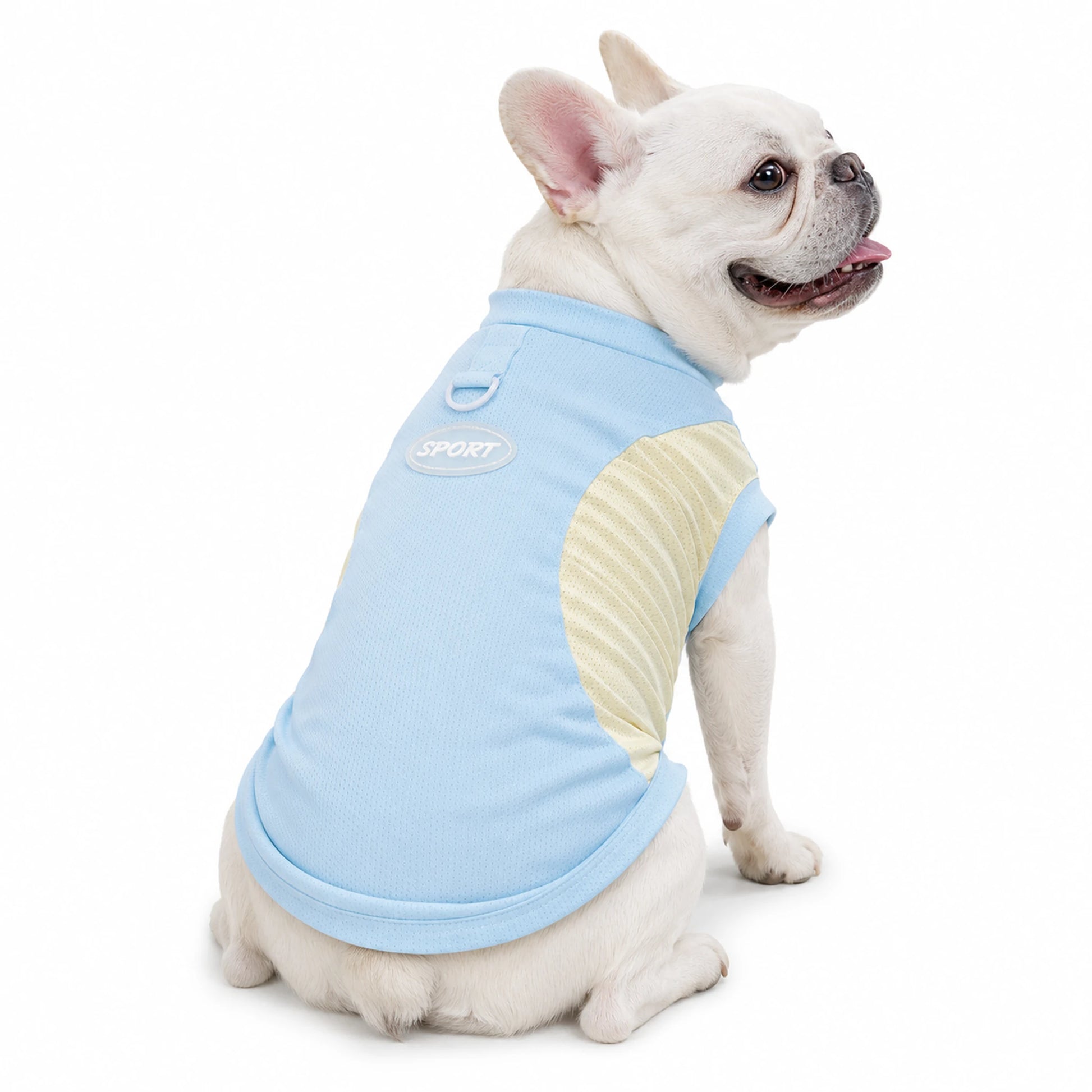 White French Bulldog wearing blue and yellow cool-touch pet T-shirt with SPORT back patch