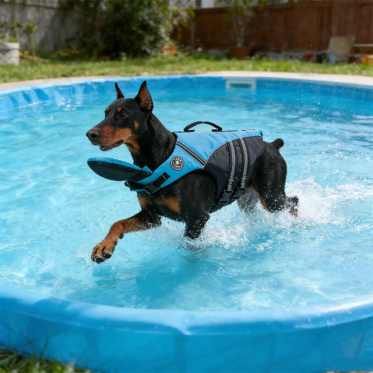 Dog swimming in a pool wearing a blue life jacket