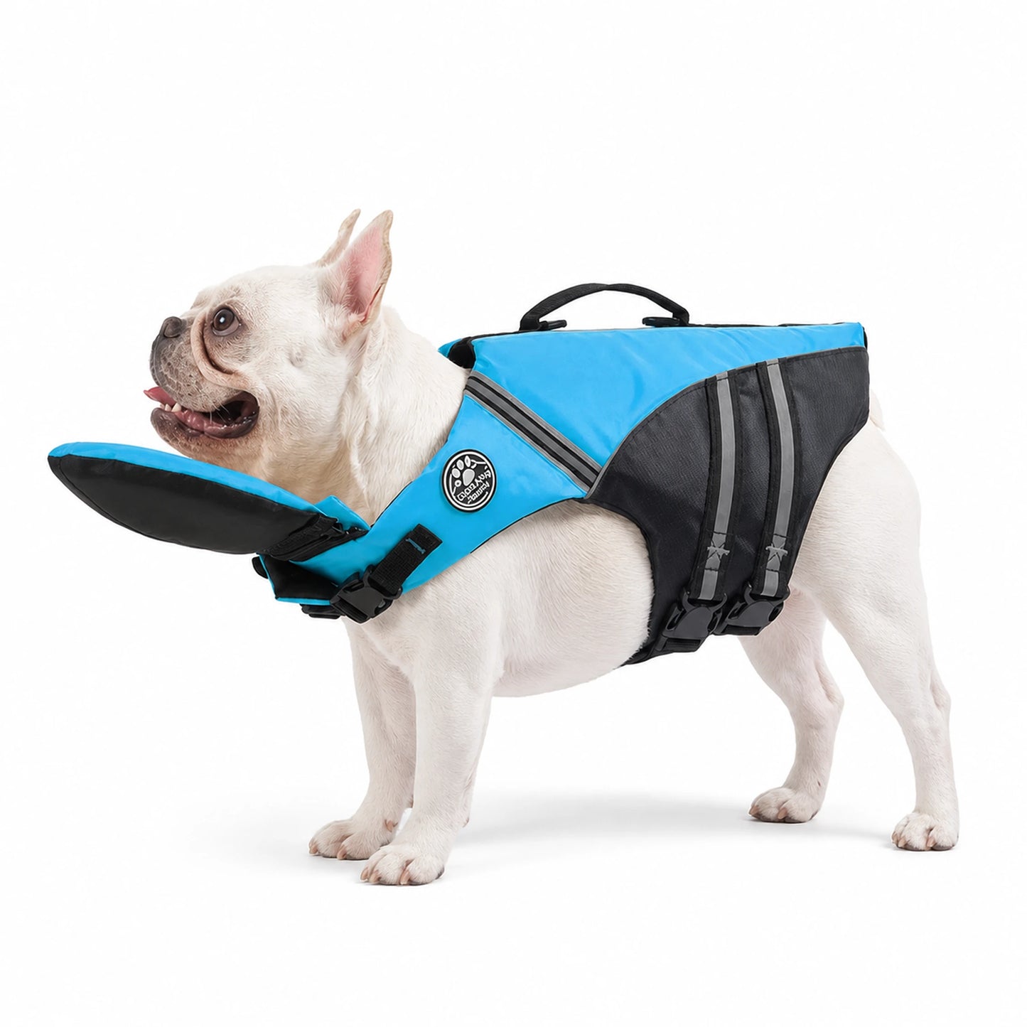 White French Bulldog wearing a blue reflective dog life jacket with chin float