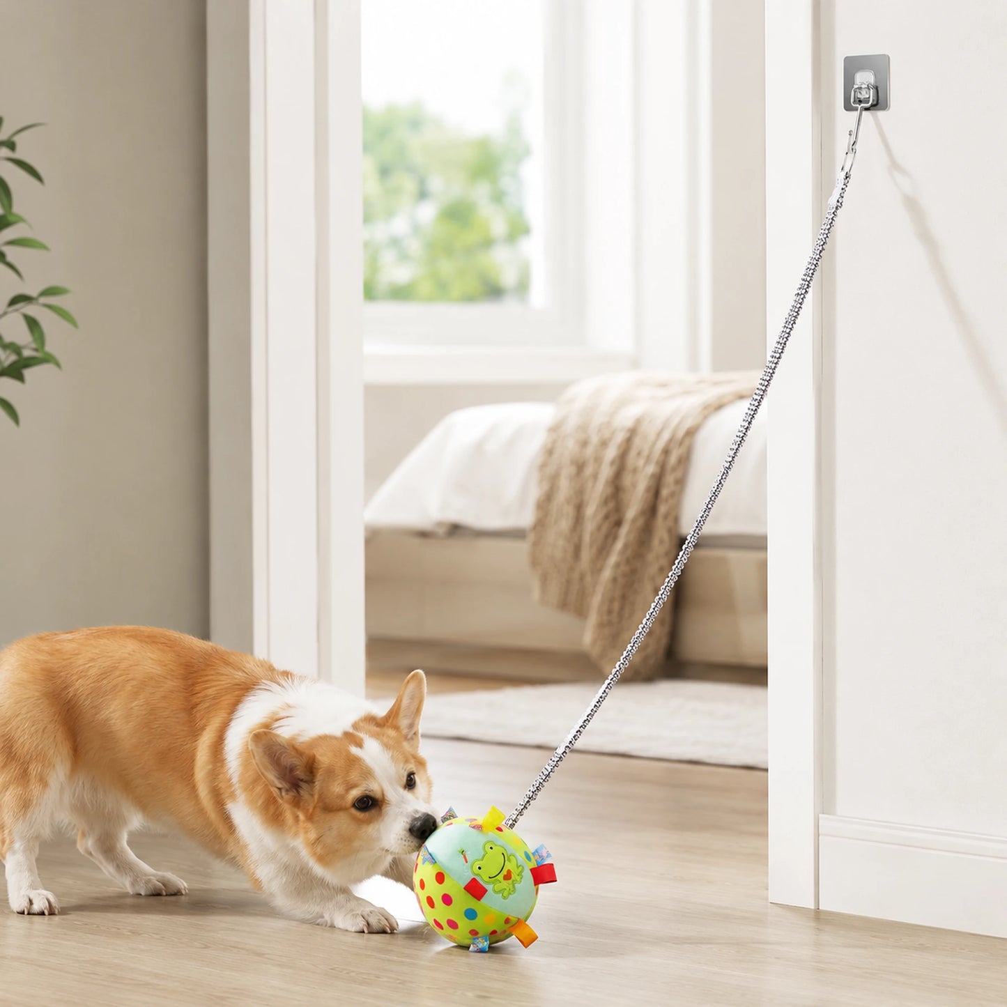 Dog playing indoors with a plush bell ball attached to a diagonal elastic doorway tether