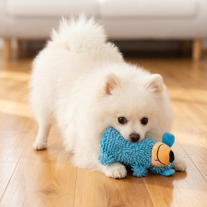 A cute white pomeranian puppy happily carrying a blue, textured microfiber squeaky plush dog toy in its mouth in a sunny living room.