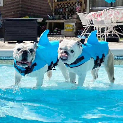 Two English bulldogs stand in a backyard pool wearing bright blue shark fin dog life jackets with black straps.