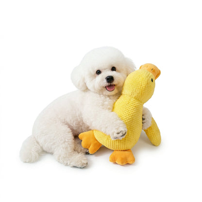 Small fluffy white dog hugs a yellow squeaky plush duck dog toy on a white studio background.