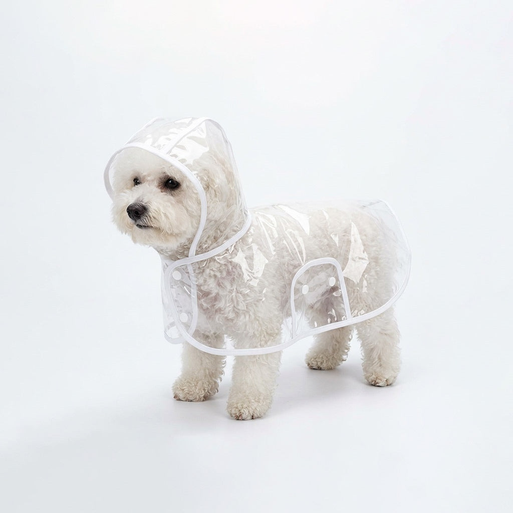 Small white dog wearing the transparent dog raincoat poncho with Cloud White trim — hood, chest snaps, and belly snaps visible.