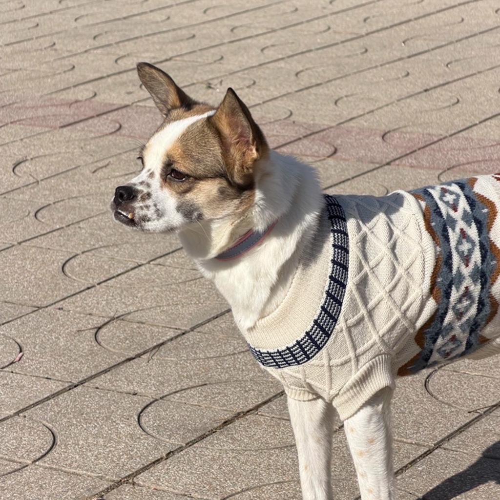 Small Chihuahua-type dog outdoors wearing the oat beige Fair Isle knit pet sweater.
