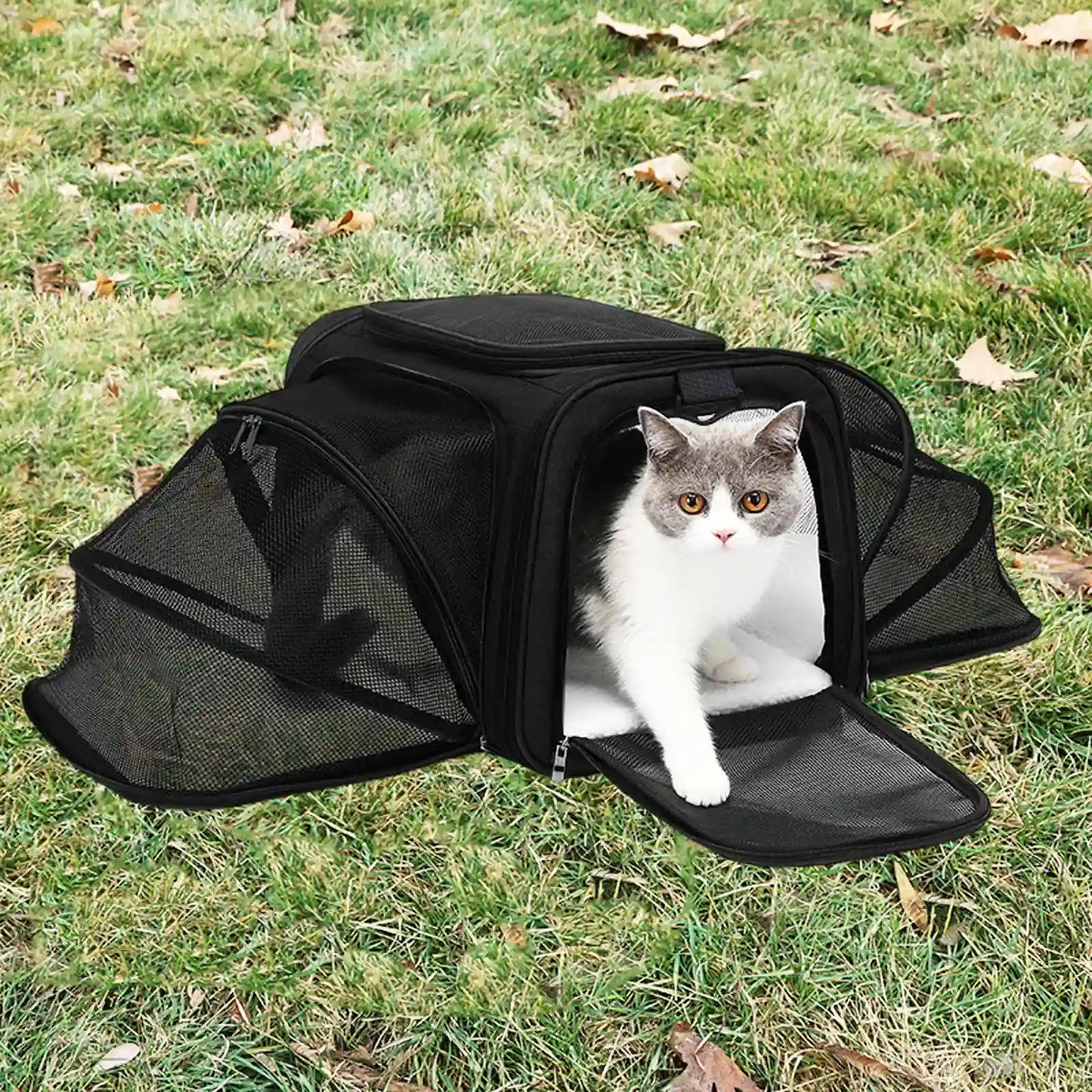 Gray-and-white cat sitting inside fully expanded all-black pet carrier on grass