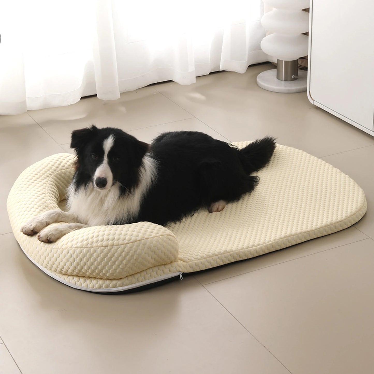 Border collie sitting on cream cooling bed indoor