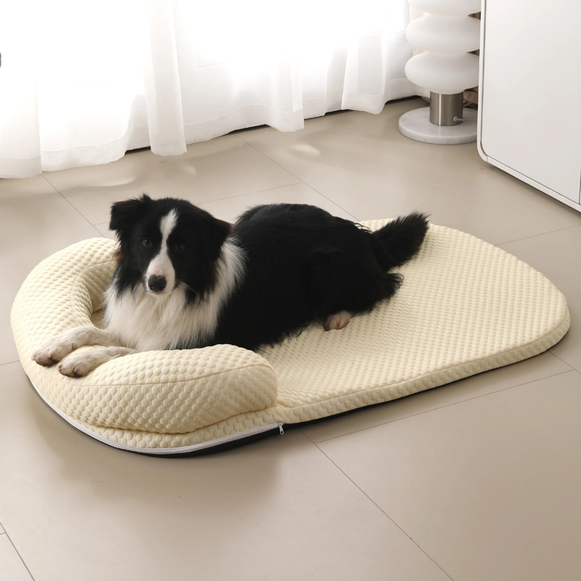 Border collie sitting on cream cooling bed indoor